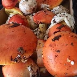 Io Cucino 62222