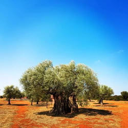 Eumelia 83780