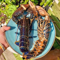 Iona Seafood Pub 384399