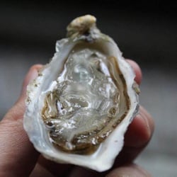 Vinnie’s Raw Bar 201121