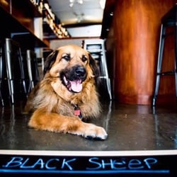 Black Sheep 177008