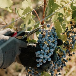 Ampeleia Cibo e Vino 800403