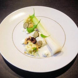 Humus x Hortense 8135