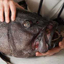Angiò Macelleria Di Mare 704829