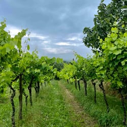 Farm stay Butul 786324
