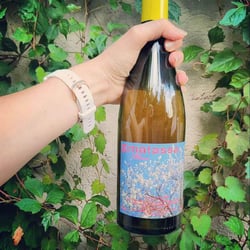 Saccharomyces Wines 559652