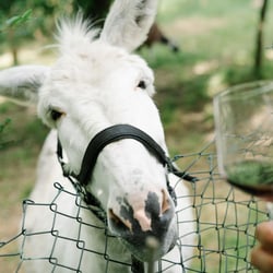 Cascina Trapella 899819