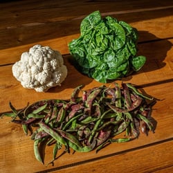 El Brot | Gastronomia Radical 861100