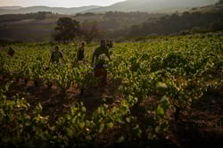 Davoche Wines - Tess et Charles logo