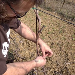 L'Upupa Azienda Agricola - Alberto Di Stefano logo