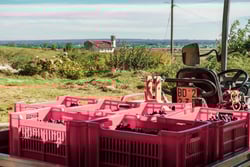 Braccia Rese Società Semplice Agricola - Braccia Rese Società Semplice Agricola logo