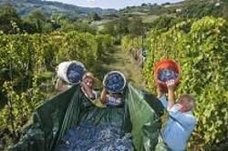 Vini Leoni - Guido Leoni logo