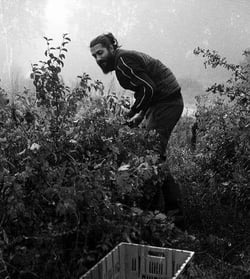 Paul Chabal - Paul Chabal logo