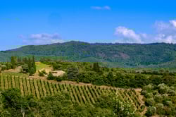 Azienda Agricola Pruneto - Riccardo e Massimiliano Lanza logo