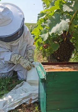 Aux Ardents - Thomas & Mylène logo