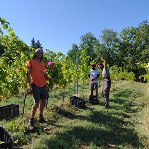 FESTA DELLA VENDEMMIA