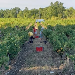 Harvest helpers neded