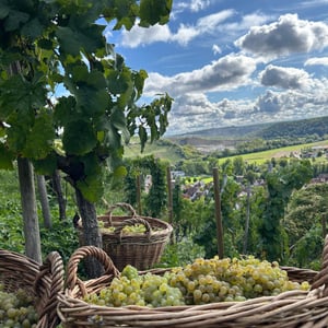 Harvest in September