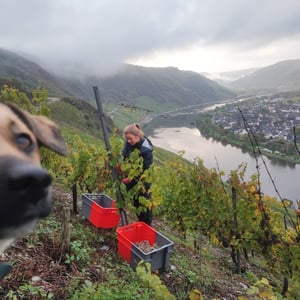 Harvest in the beautiful steep Mosel valley