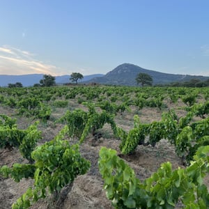 HARVEST, SEA AND GOOD VIBES IN LA GUTINA