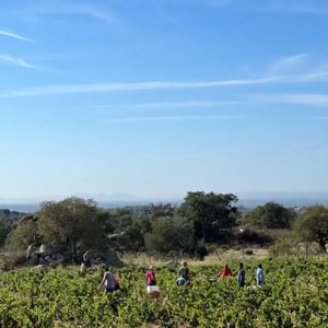 HARVEST, SEA AND GOOD VIBES IN LA GUTINA