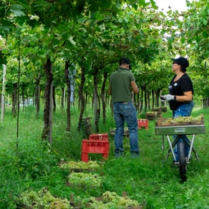 La Vendemmia Turistica by Menti