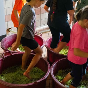 La Vendemmia Turistica by Menti