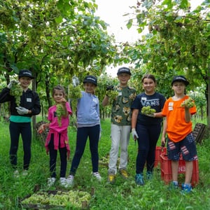 La Vendemmia Turistica by Menti