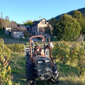 Les Vendanges Au Domaine des Buis