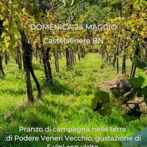 Gustazione senza De IN VIGNA da Podere Veneri Vecchio