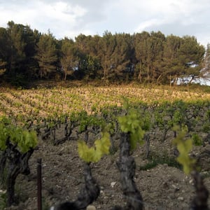 Vendange 2026 au Domaine d’Abrigeon