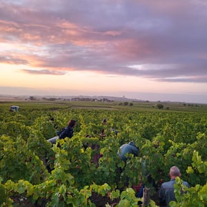 Vendanges 2026 au Domaine de La Renière