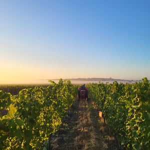 Vendanges 2026 au Domaine de La Renière