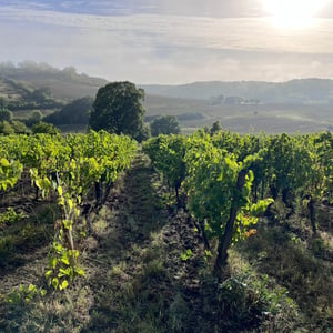 VENDANGES 2026 - Les Vins de l'Arpette