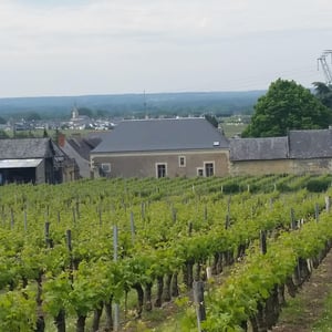 VENDANGES 2026 au Domaine Delettre