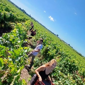 VENDANGES 2026 au Domaine Delettre