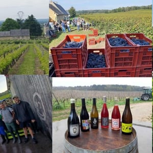 VENDANGES 2026 au Domaine Delettre