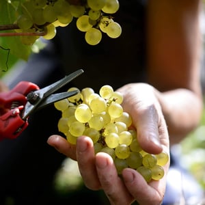 Vendanges 2026 à Artemare 01510