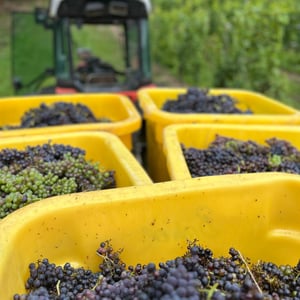 Vendanges 2026 @Binner & Jeunes Pousses