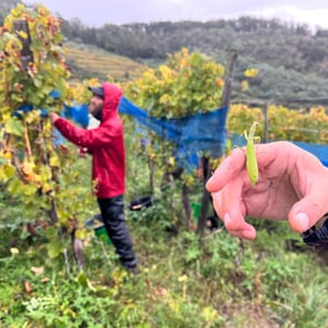 Vendanges 2026 @Binner & Jeunes Pousses