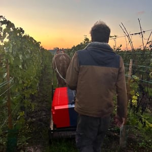 Vendanges 2026 @Binner & Jeunes Pousses