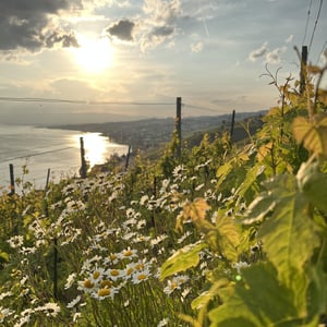 Vendanges chez La vigne des mille fleurs