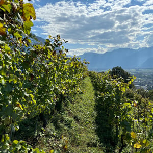 Vendanges chez La Riva
