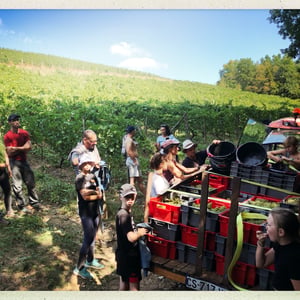 VENDANGES DANS LE BUGEY