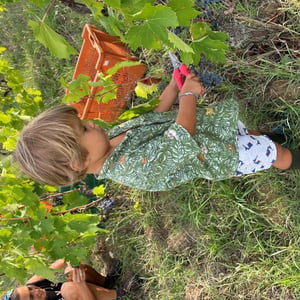 vendemmia 2026 da Arnaldo Rossi