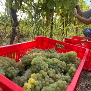 VENDEMMIA 2026 A CASCINA TAVIJIN