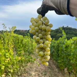 VENDEMMIA 2026 A CASCINA TAVIJIN