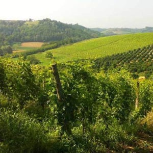 VENDEMMIA 2026 A CASCINA TAVIJIN