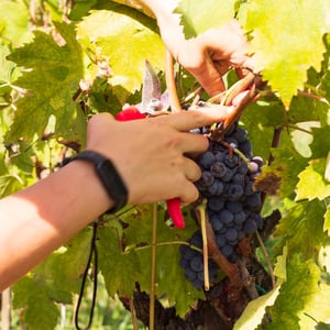 VENDEMMIA A TORRE ALLE TOLFE