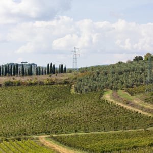 VENDEMMIA A TORRE ALLE TOLFE